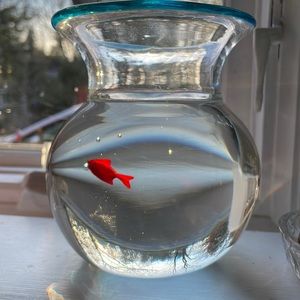 Hand blown goldfish in a bowl with air bubbles